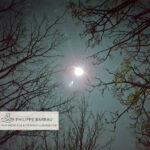 Nuit d’hiver sous les arbres, image symbolique du solstice et du retour aux racines